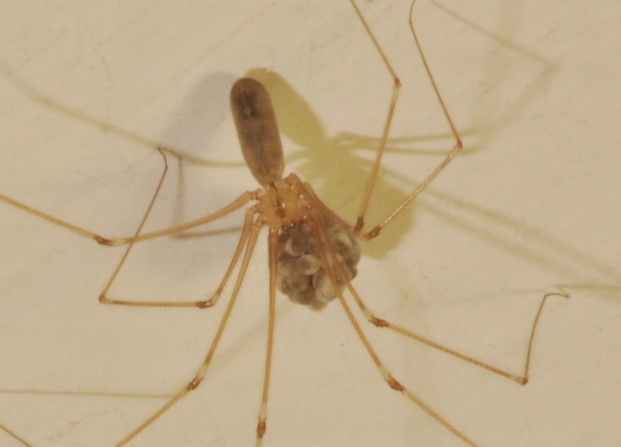 Femmina con uova (Pholcus phalangioides)